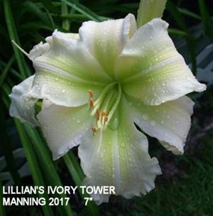 Lillian's Ivory Tower