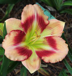 Tet Peppermint Delight