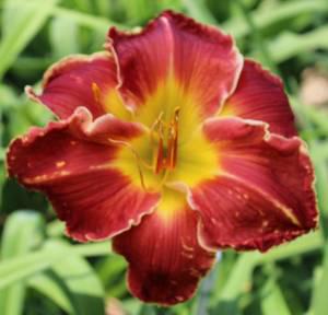 Rambunctious Red