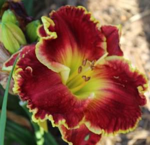 Scarlet Blaze