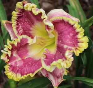 Spacecoast Gilded Robe