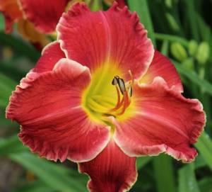 Rambunctious Red