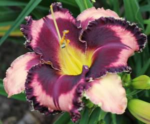 Fabulous Black Pearl
