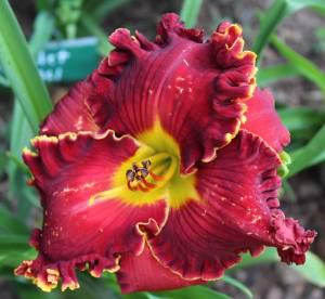 Shakespeare's  Red