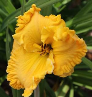 Enduring Beauty