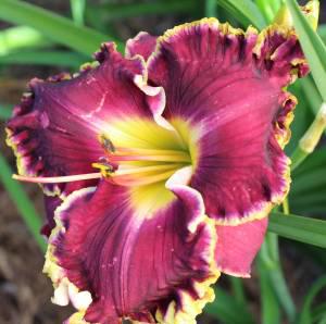 Magnificent Grape 001