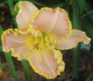 Spacecoast Southern Belle