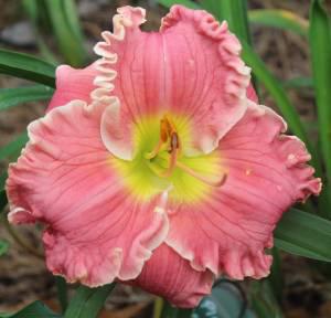Ruffled Pink Perfection