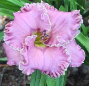 Ledgewood's Oriental Silk