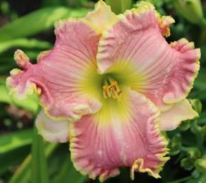 Lillian's Jinger Bred 001