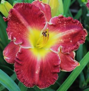 Glory in Red