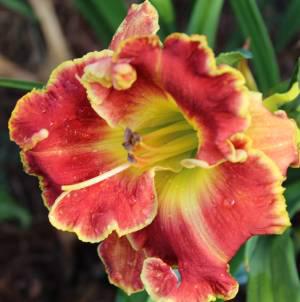 Gilded Scarlet