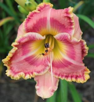 Jungle Island 001