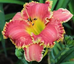 Red Ragamuffin 001
