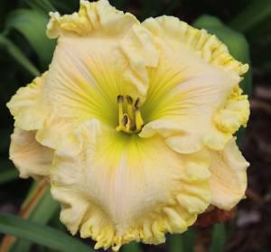 Shamrock Dew 001