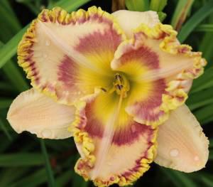 Nature's  Poetry 002
