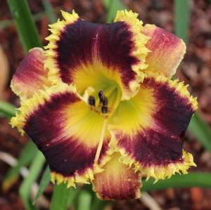 Dad's Black Gold