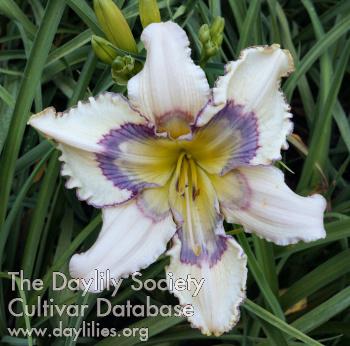 Dallas Divine