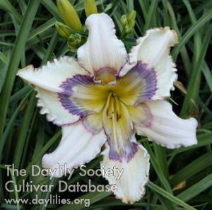 Dallas Divine