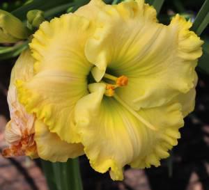Jolly Good Yellow