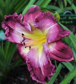 Lily Farm Grape Ape 001