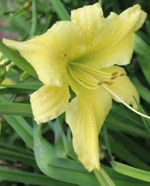 Seedling Perfectly Happy X seedling