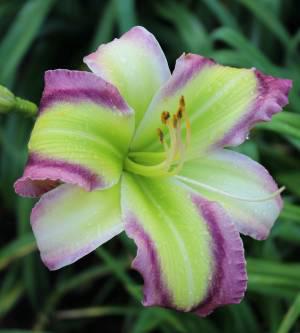Star of Kryptonite
