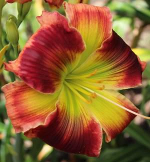 Tet Waxen Splendor