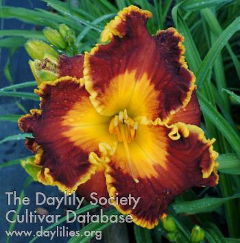 SC Saltwater Taffy