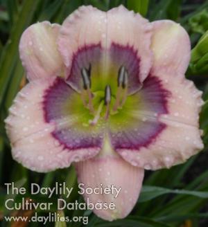 Westbourne Sweet Dew Drops