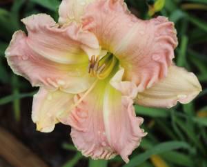 Westbourne Seafoam Candy 001