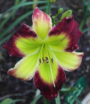Starburst Splendor 001