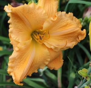 Mount Herman Giant 002