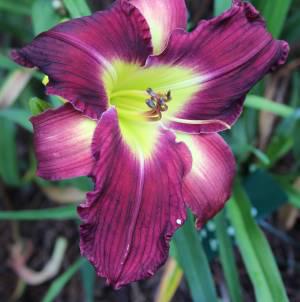 Westbourne Broken Hearts - not true color