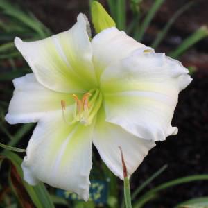 Lillian's Ivory Tower 001