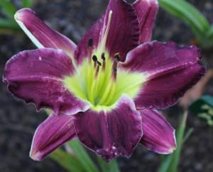 Purple Petaloid 001