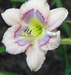 Westbourne Sweet Dew Drops 001