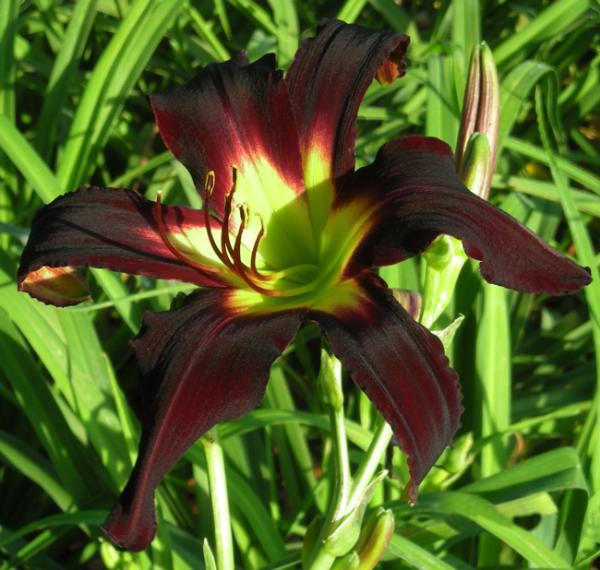 Spacecoast Black Knight