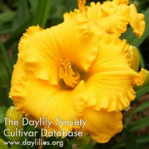 Spacecoast Golden  Thimble