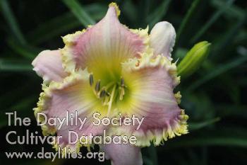 Grand Kids Daylily Farm - Aunt Ruthie